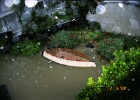 Flood 0022
