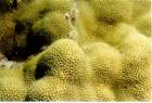 coral2_small.jpg
