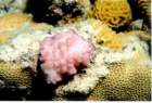 coral3_small.jpg