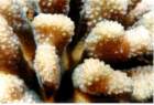 coral5_small.jpg