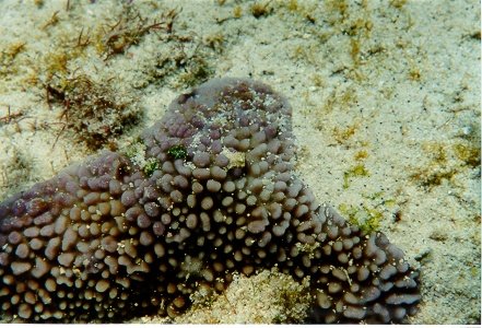 coral6.jpg
