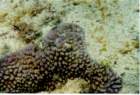 coral6_small.jpg