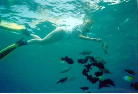 feedingfish2.jpg