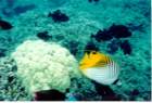fish13_small.jpg