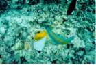 fish14_small.jpg