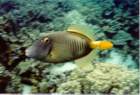 fish15_small.jpg