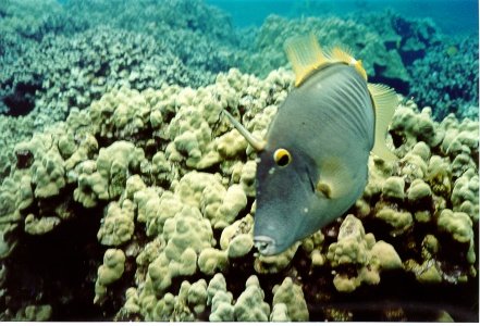 fish16.jpg