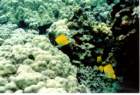 fish17_small.jpg