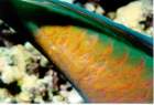 fish18_small.jpg