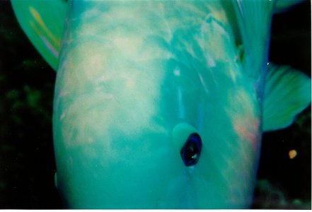 fish19.jpg