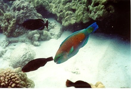 fish21.jpg