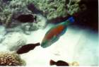 fish21_small.jpg