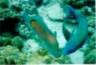 fish22_small.jpg