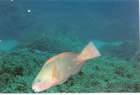 fish2_small.jpg