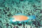 fish3_small.jpg