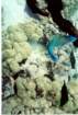 fish4_small.jpg