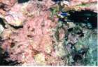fish5_small.jpg
