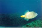fish7_small.jpg