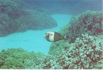 fish8.jpg