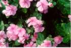 flower_small.jpg