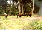 Golden Gate Park Bison-02
