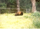 Golden Gate Park Bison-03