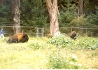 Golden Gate Park Bison-04