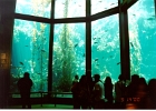 Monterey Aquarium-04