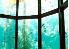 Monterey Aquarium-05