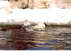 Monterey Aquarium Sea Otters-04
