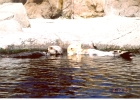 Monterey Aquarium Sea Otters-05