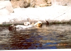 Monterey Aquarium Sea Otters-06