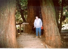 Muir Woods-04