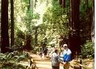 Muir Woods-08