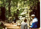 Muir Woods-09