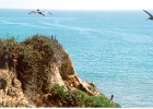 Pelicans