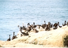 Santa Cruz Pelicans-09
