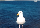 Seagull-01