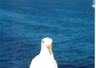 Seagull-02