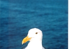 Seagull-03