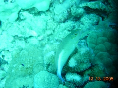 Puako