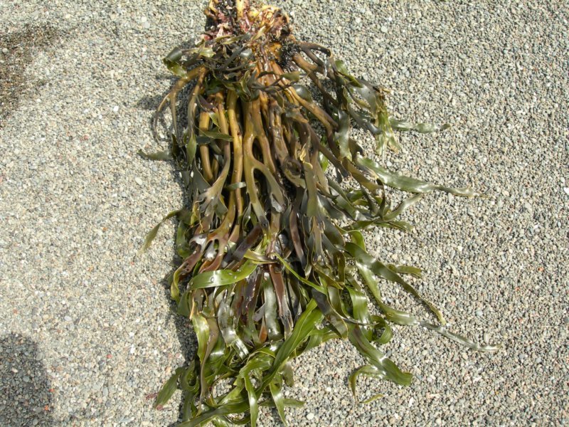 lostcoast023.jpg