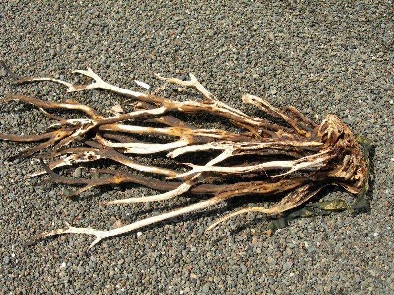 lostcoast024.jpg