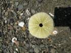 lostcoast026_small.jpg