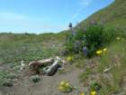 lostcoast038_small.jpg