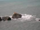 lostcoast094_small.jpg