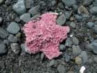lostcoast135_small.jpg