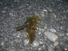 lostcoast219_small.jpg