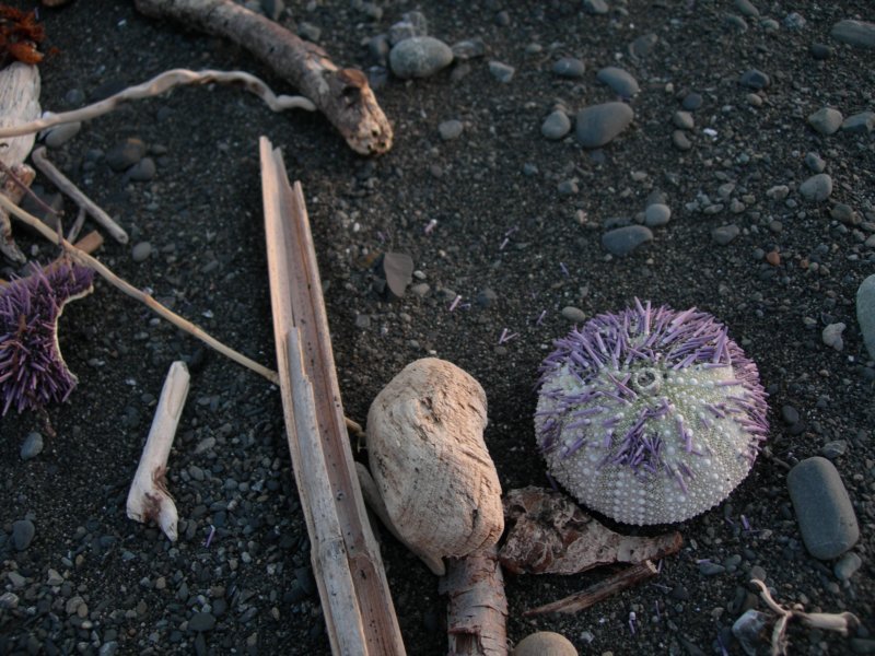lostcoast221.jpg
