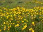 lostcoast253_small.jpg